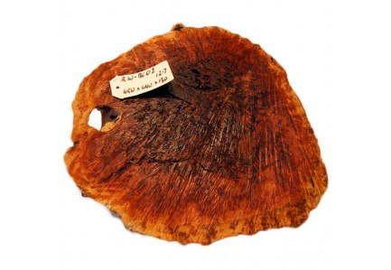 EUCALYPTUS TRANSCONTINENTALIS AUSTRALIAN WOOD BURL CAP RW-BC01